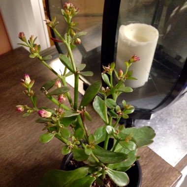 Kalanchoe Blossfeldiana
