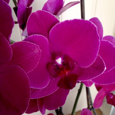Phalaenopsis