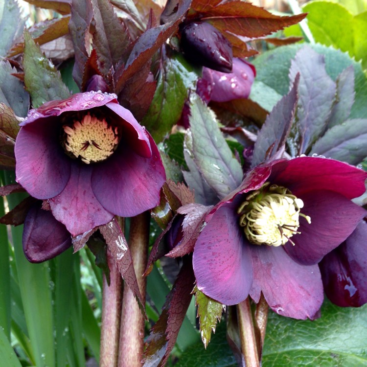 plant image 341388