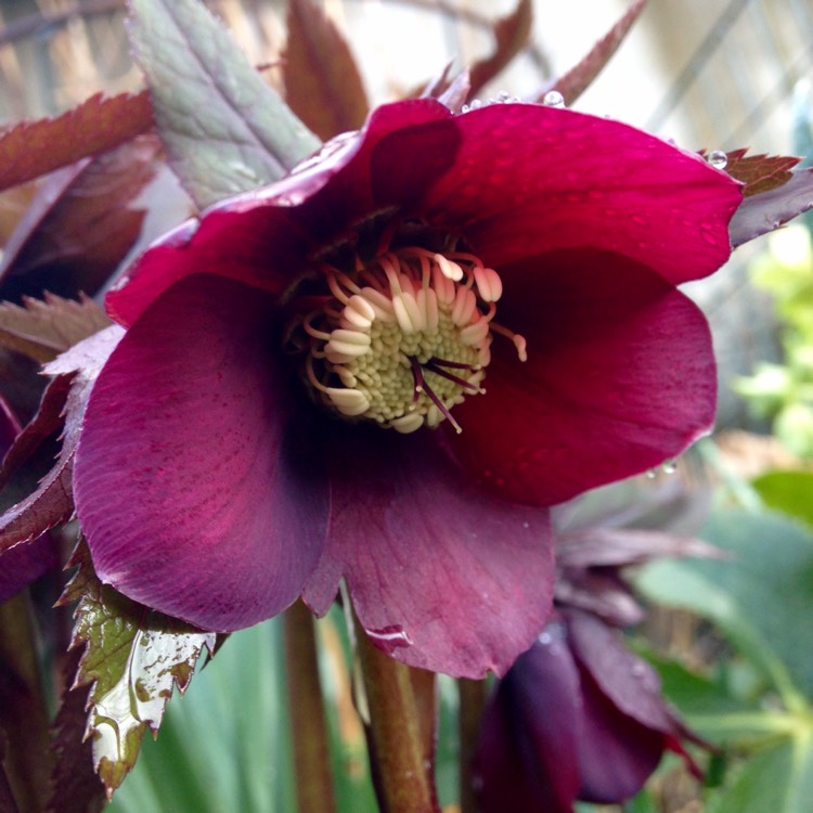plant image 341389