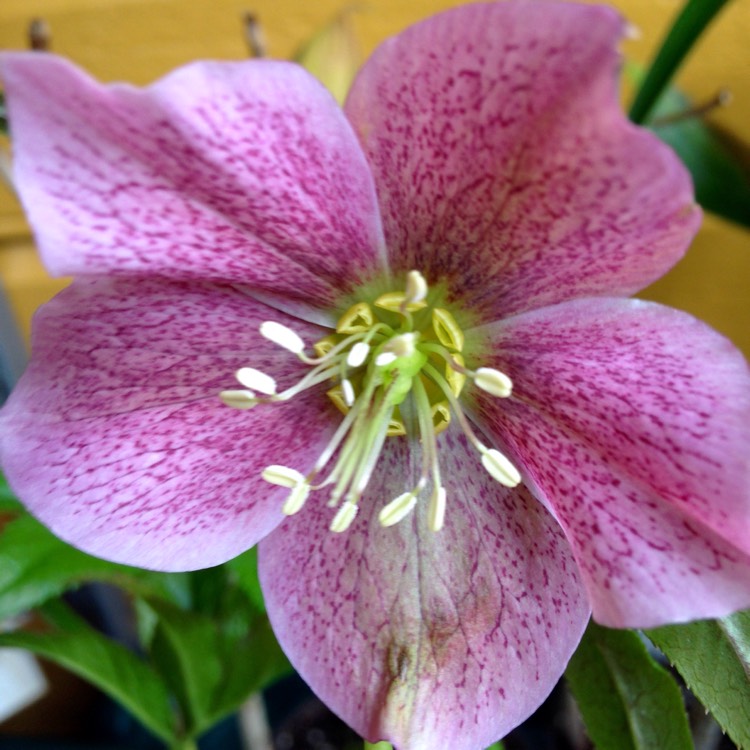 plant image 346200