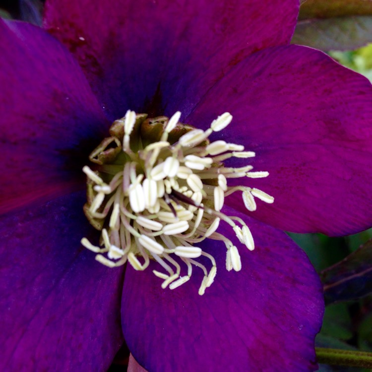 plant image 353710
