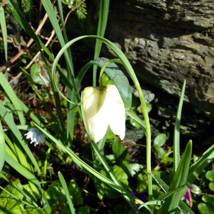 plant image 373908 plant image 373908