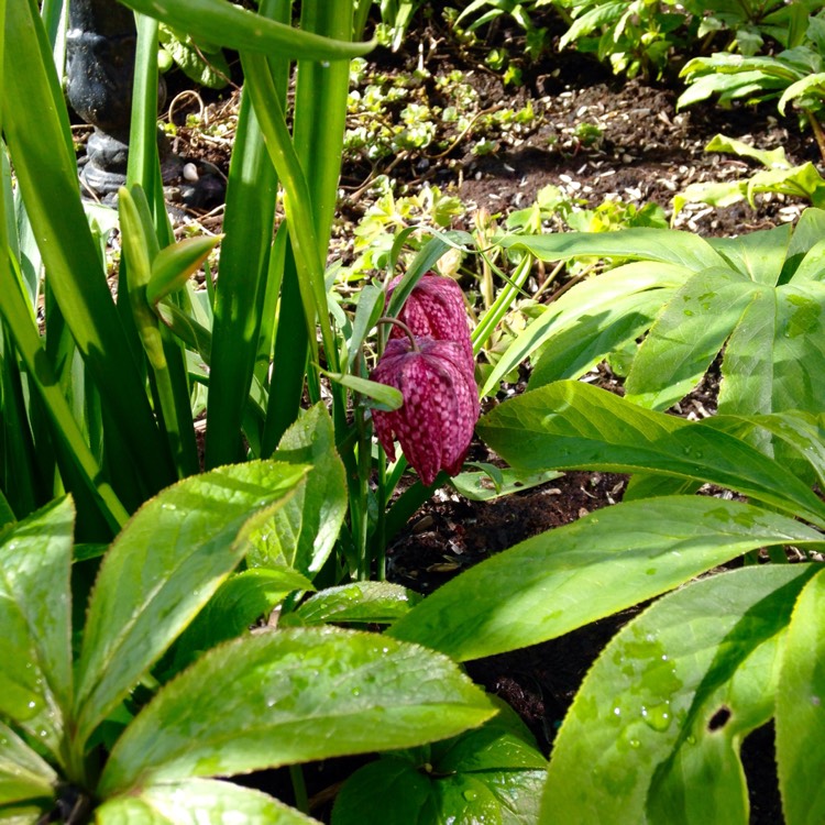 plant image 374641 plant image 374641