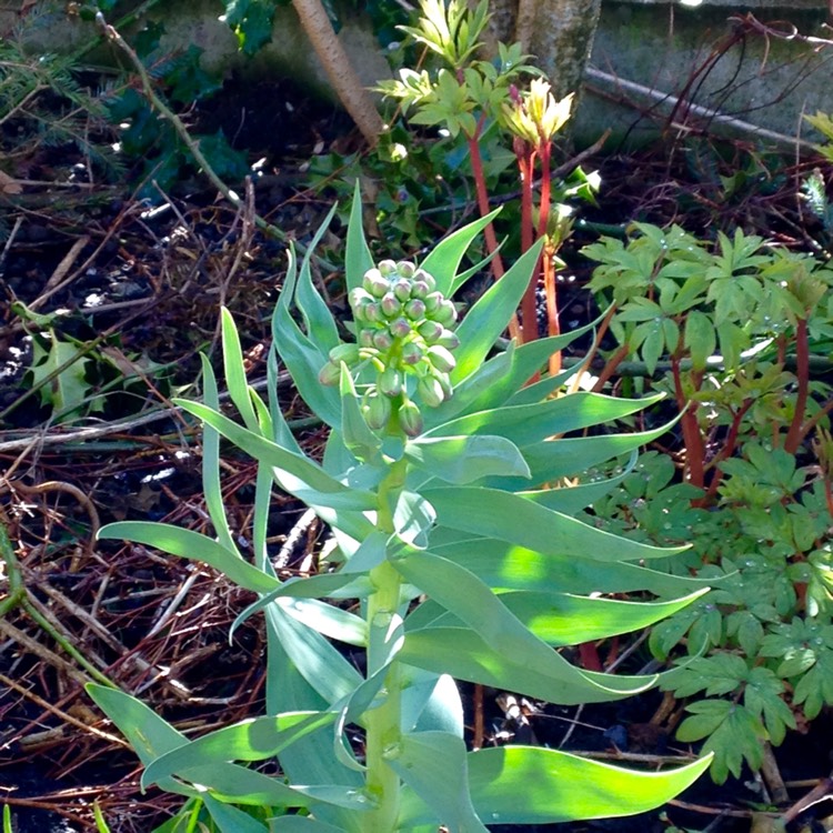 plant image 374761