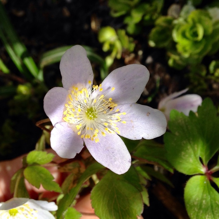 Plant image Anemone nemorosa 'Robinsoniana'