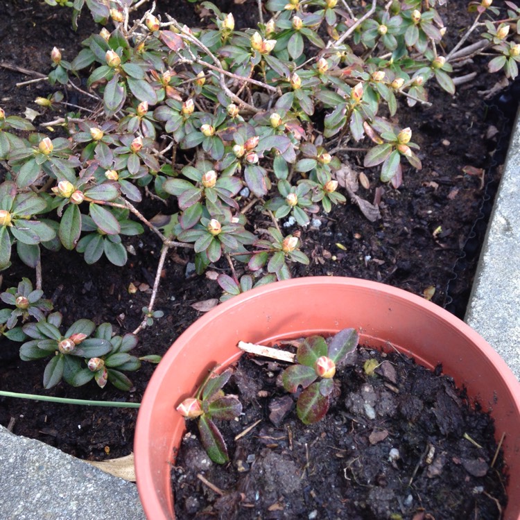 Plant image Rhododendron 'Wren'