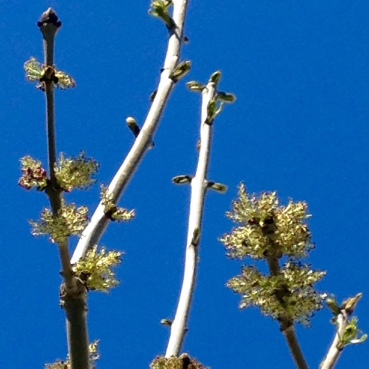 plant image 390451