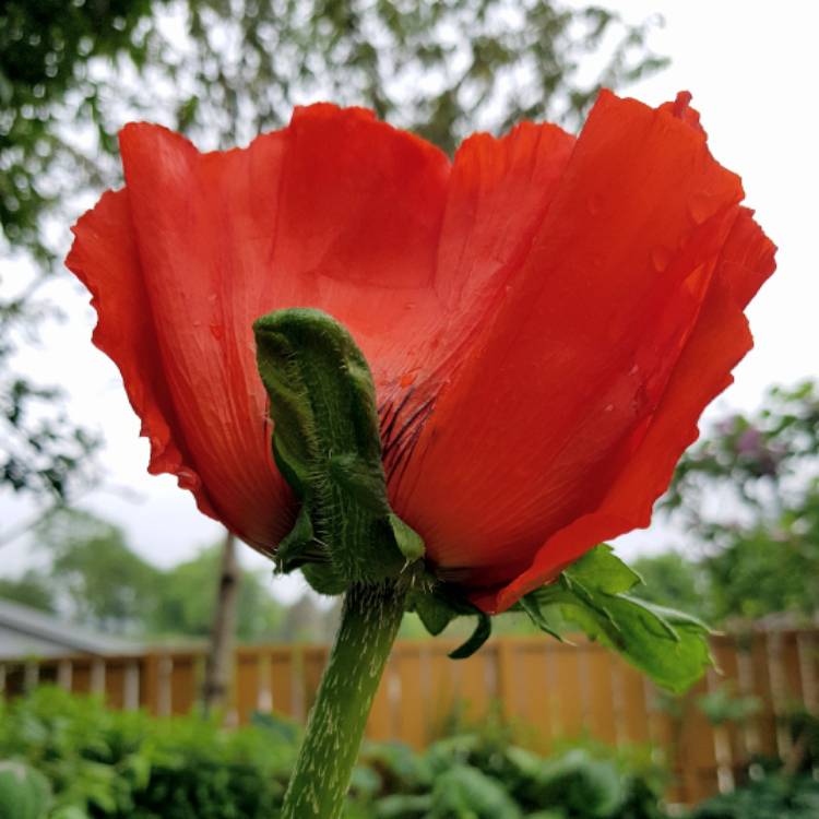 plant image 444820