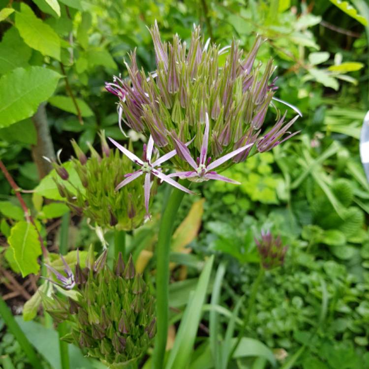 plant image 450953 plant image 450953