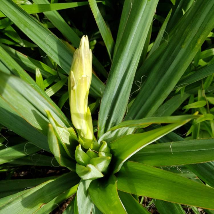 plant image 450986