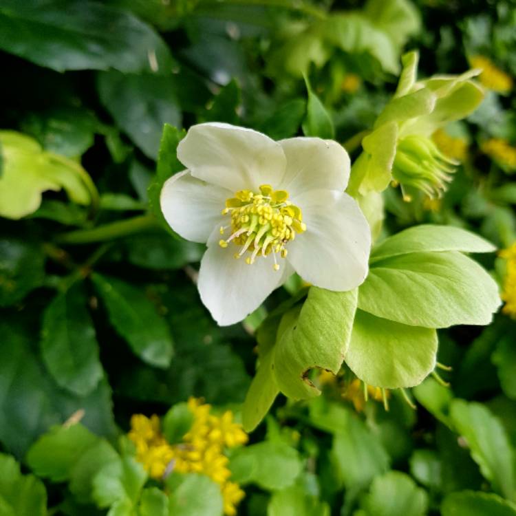Plant image Helleborus niger