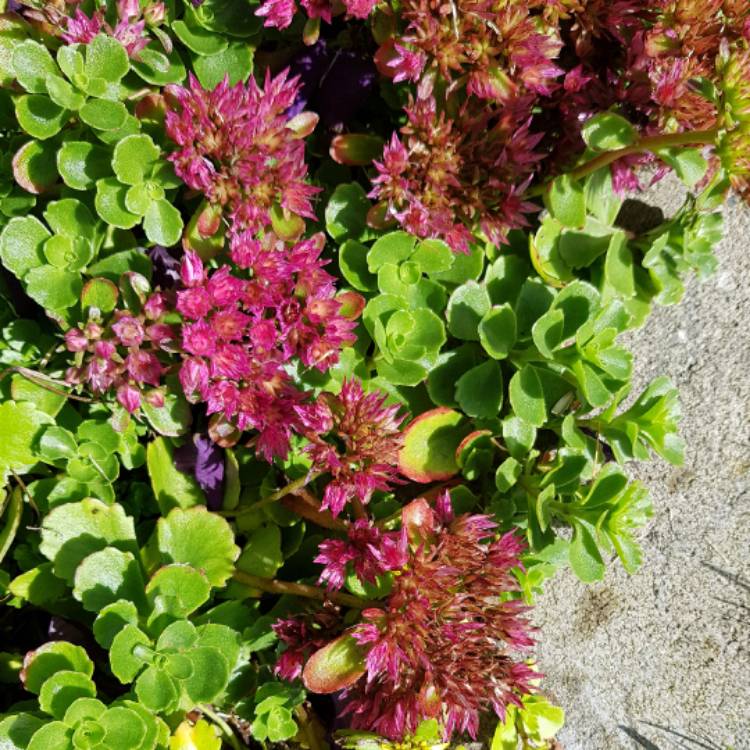 Plant image Sedum spurium 'Roseum'