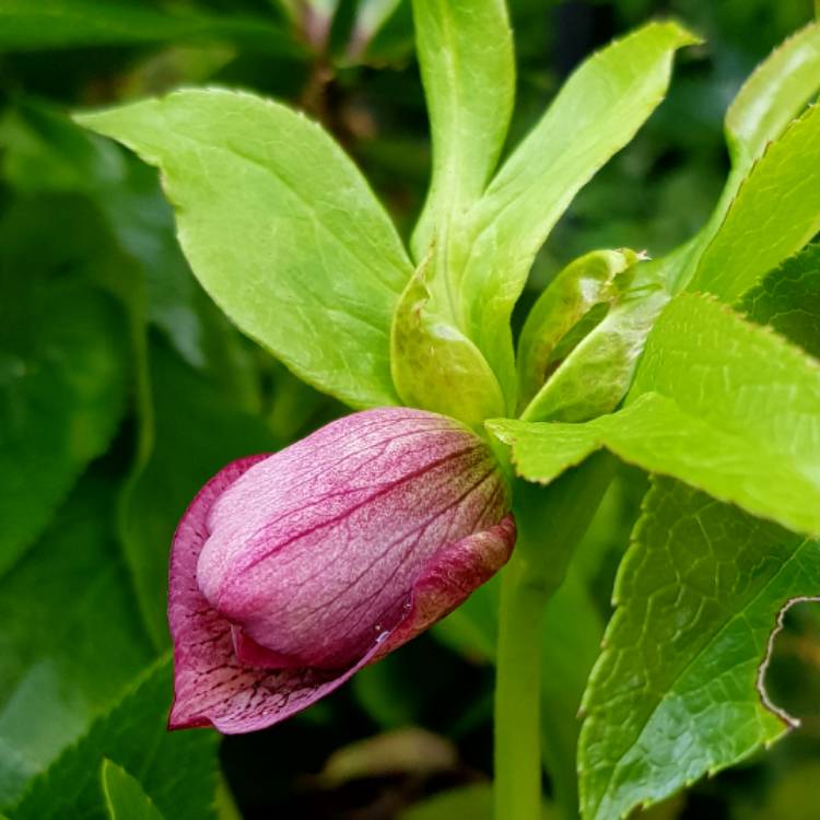 plant image 538765