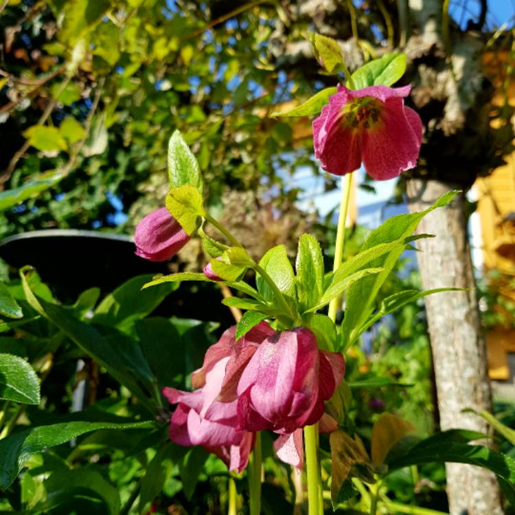 plant image 554266