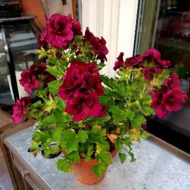 Pelargonium x domesticum