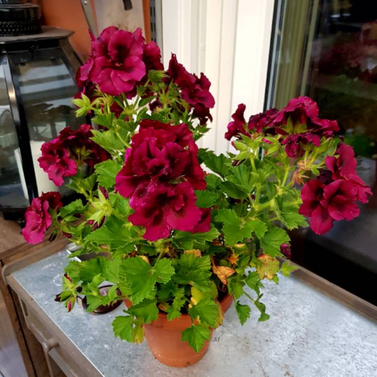 plant image 556739