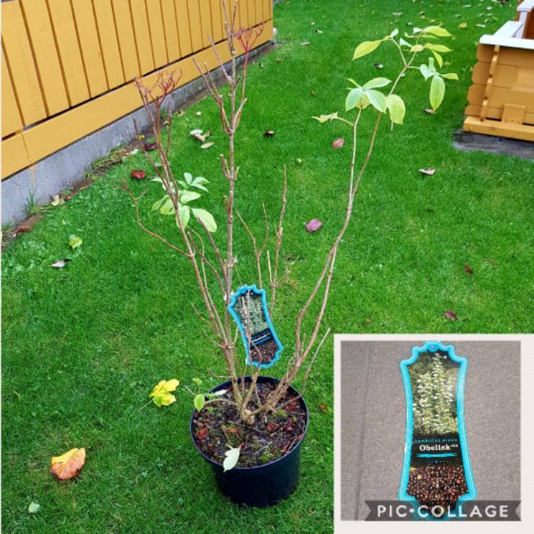 Plant image Sambucus nigra 'Obelisk'