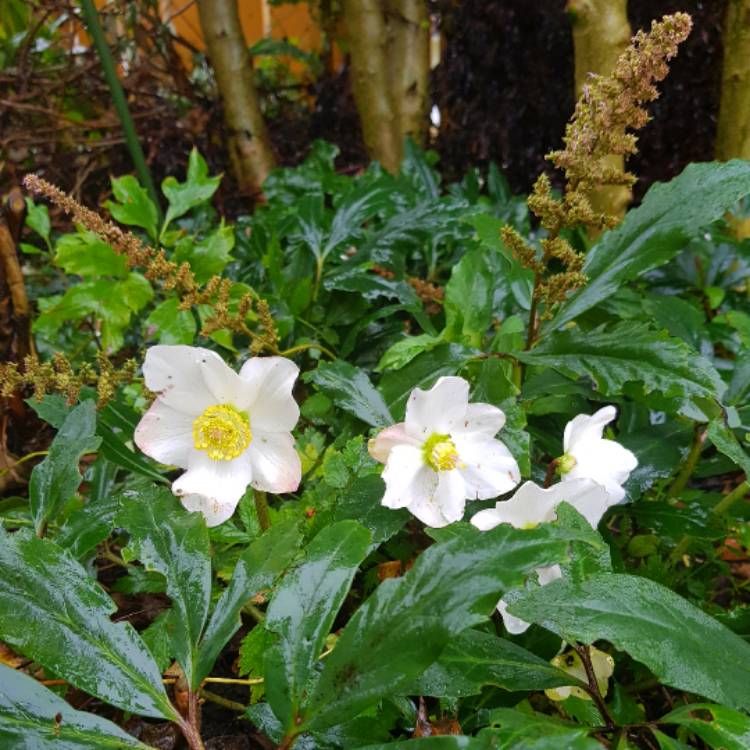 plant image 573054 plant image 573054