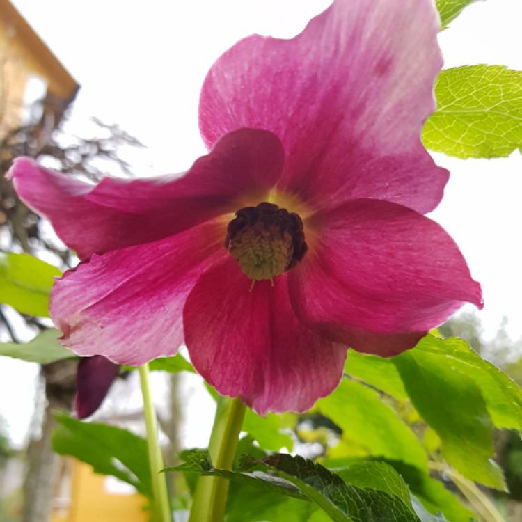 plant image 580894