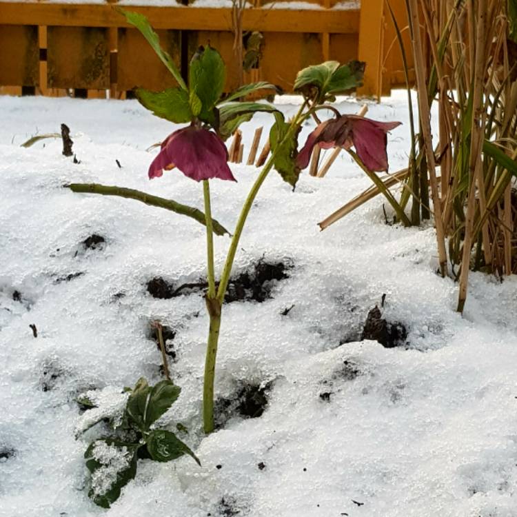 plant image 595519