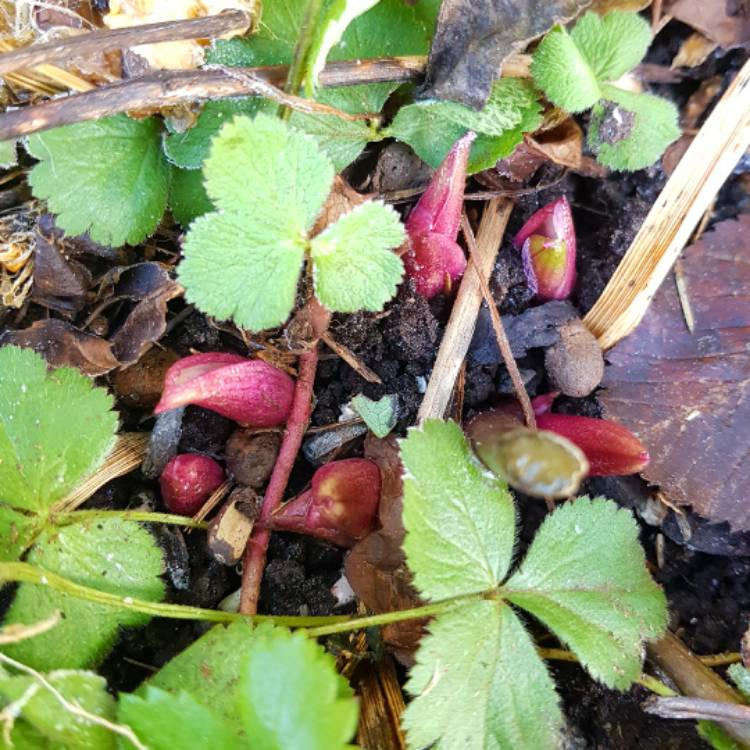 plant image 598123