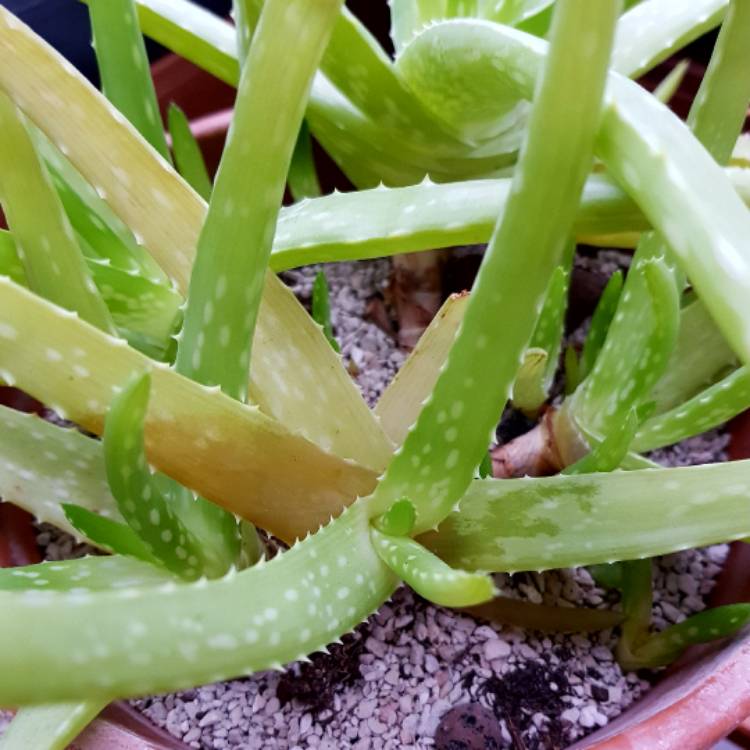 plant image 601828