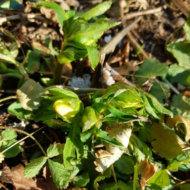plant image 626467