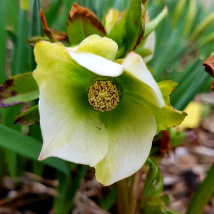 plant image 655044