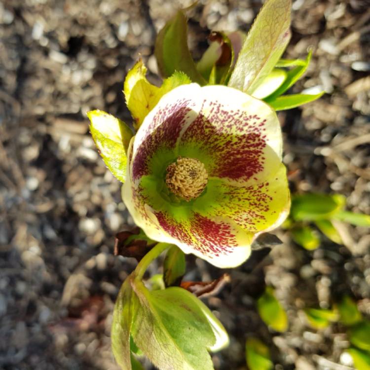 plant image 655976