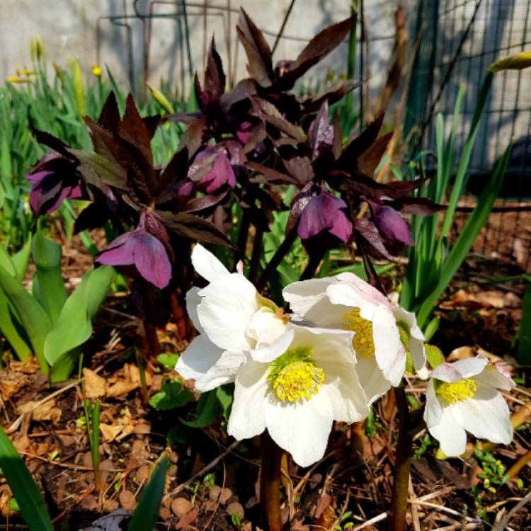 plant image 659616