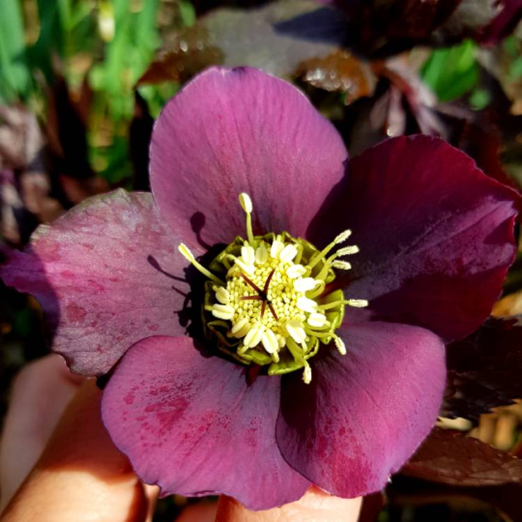 plant image 659618