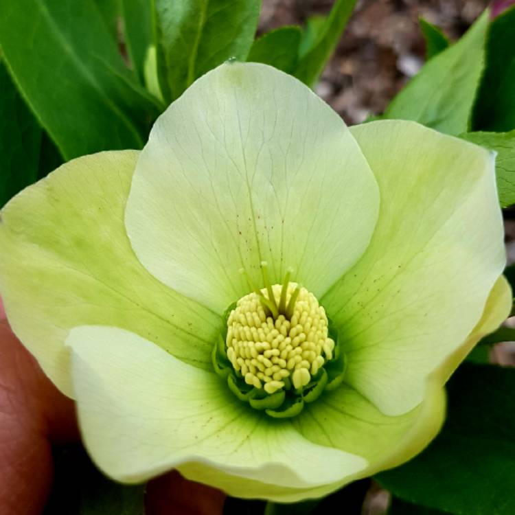 plant image 679057