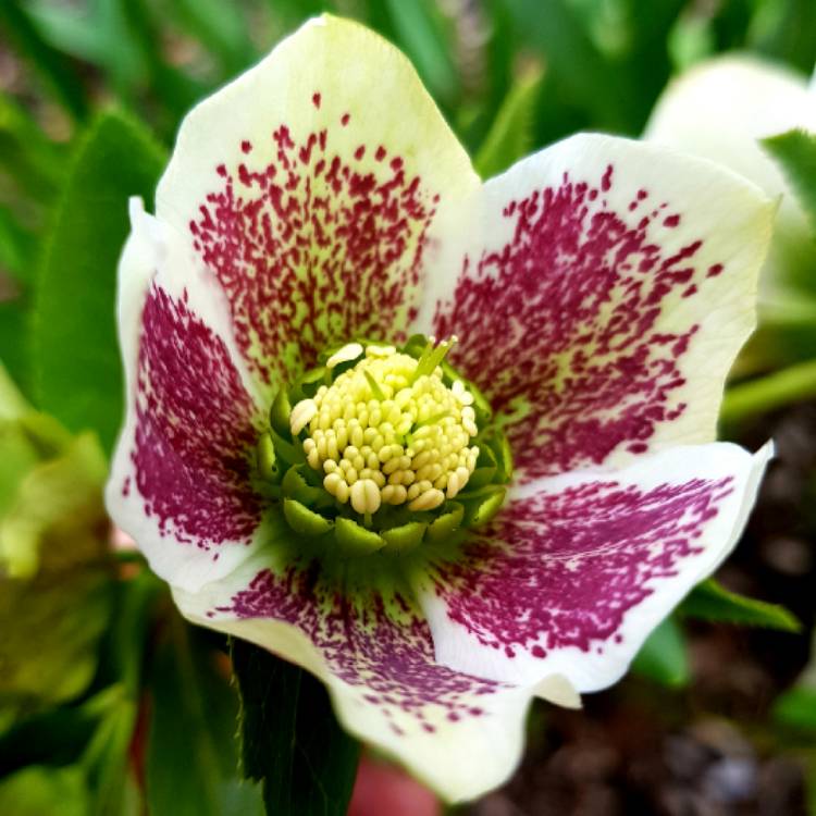 plant image 679060