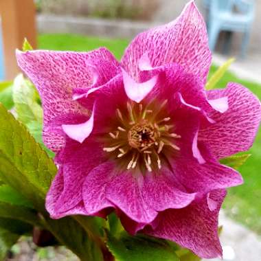 Helleborus