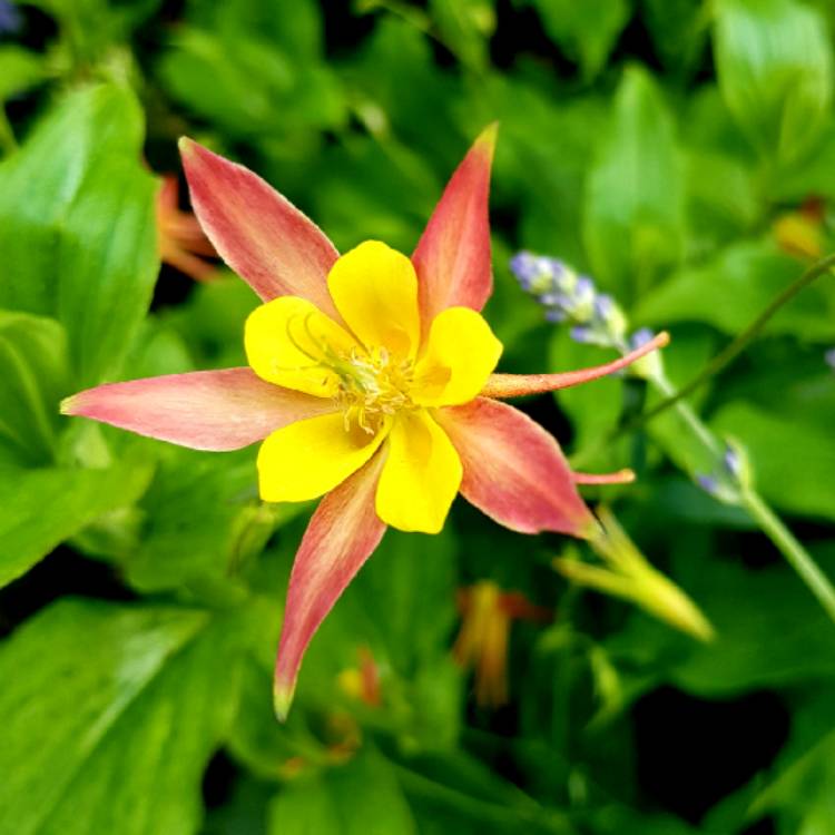 plant image 749591 plant image 749591