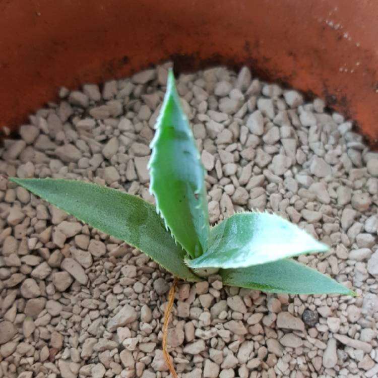 plant image 804995 plant image 804995
