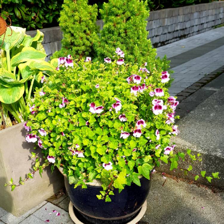 plant image 808128