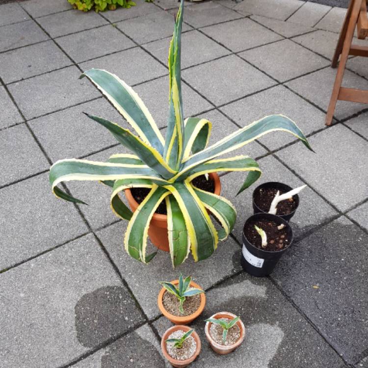 plant image 822441 plant image 822441