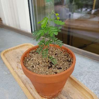 Acacia