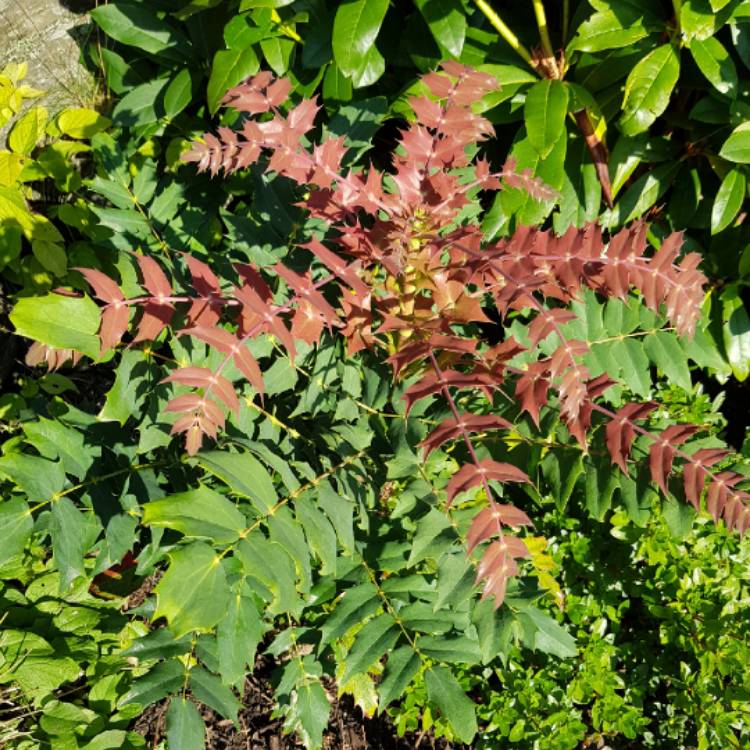 plant image 835409 plant image 835409