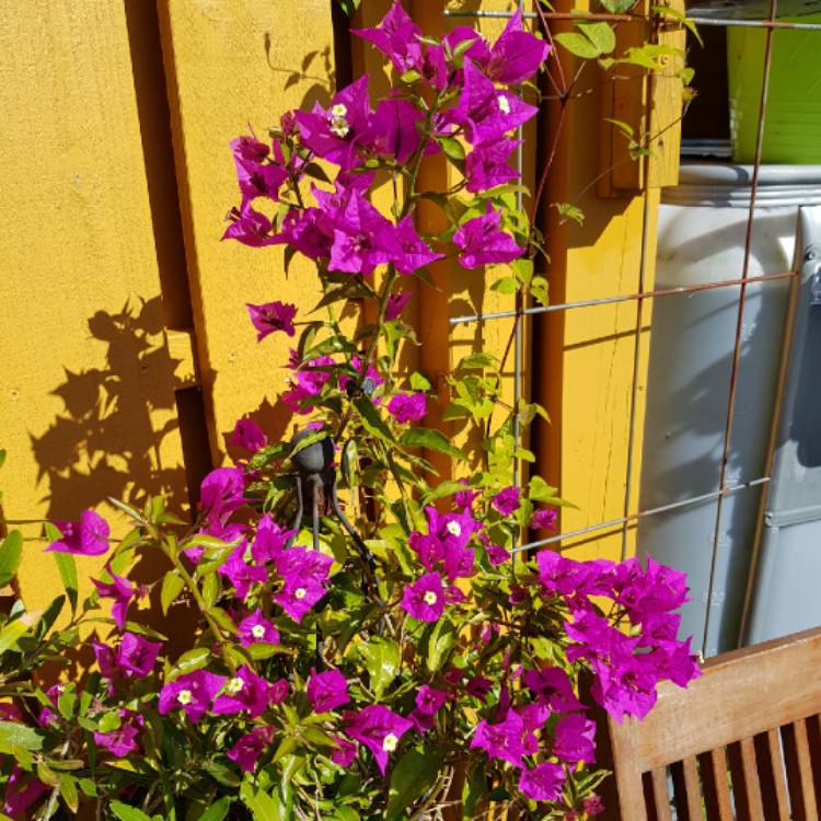 plant image 843541 plant image 843541