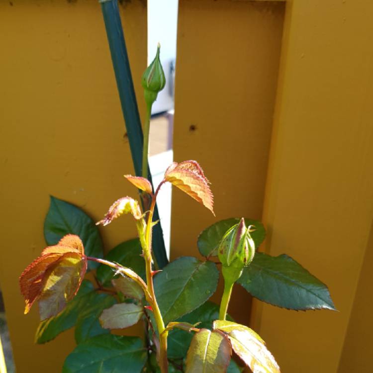 plant image 854101 plant image 854101