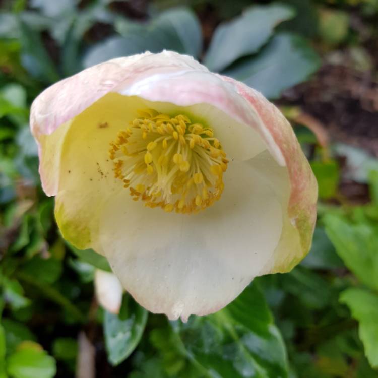 plant image 858683 plant image 858683
