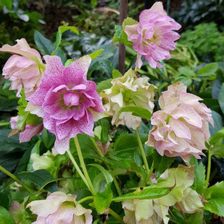 plant image 858684 plant image 858684