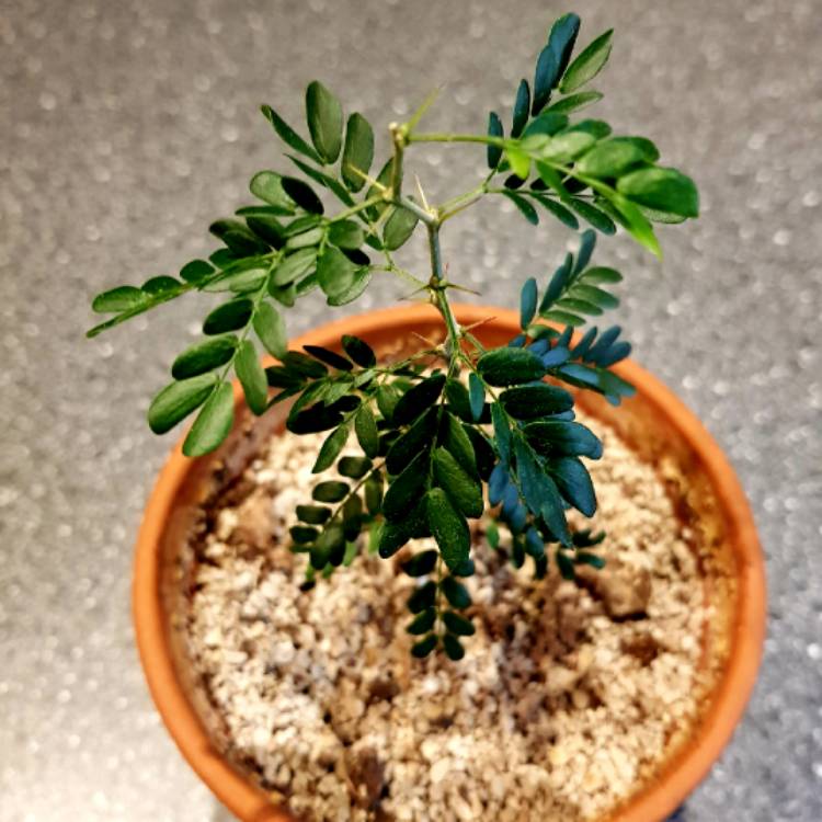 plant image 880186