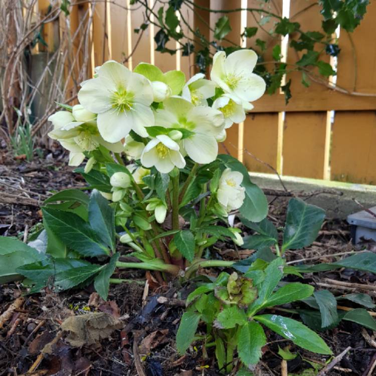 plant image 936045