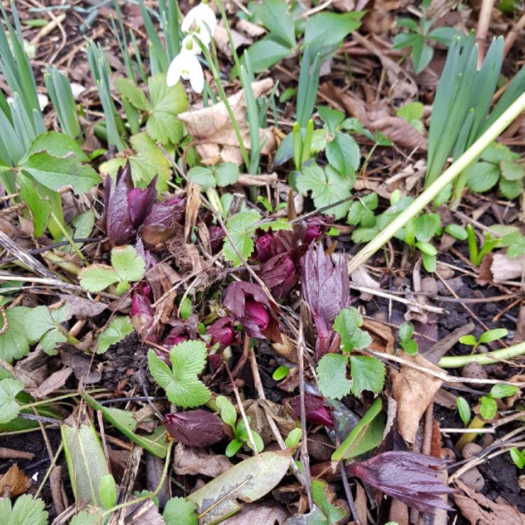 plant image 941687