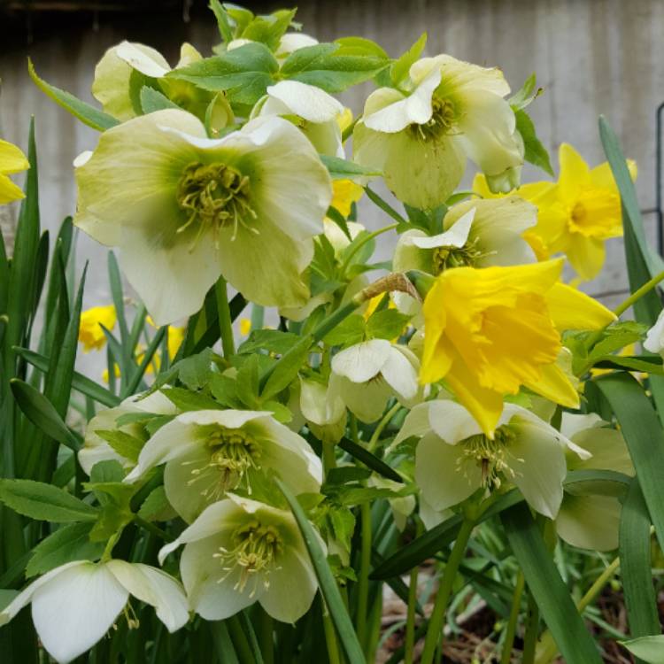 plant image 974538