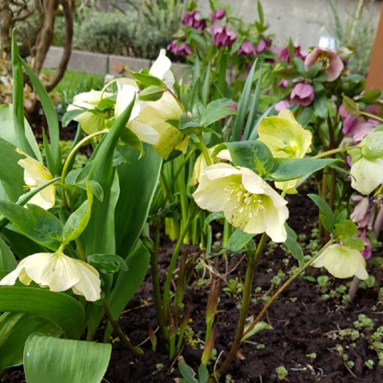 plant image 974539